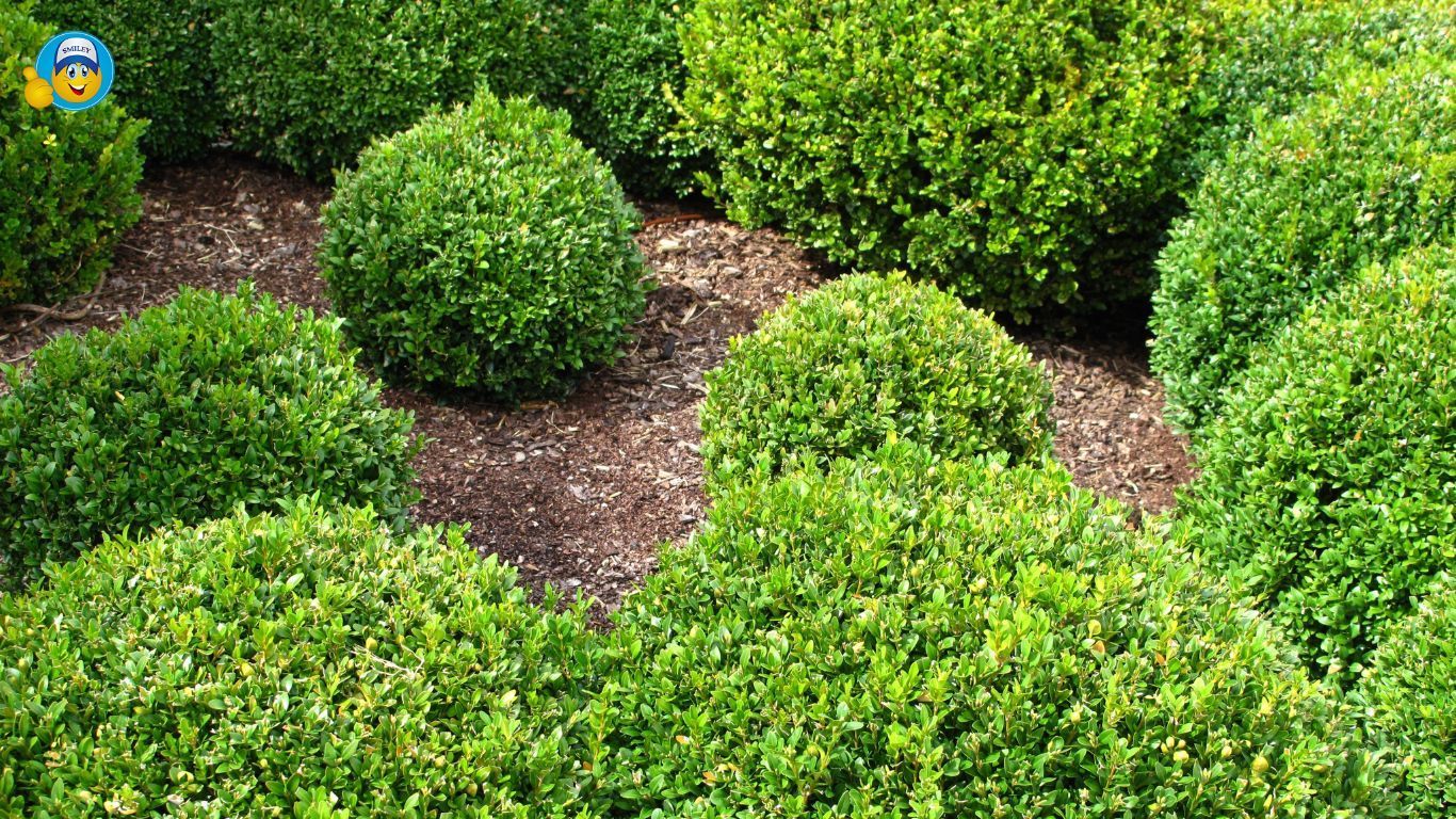 Topiary Balls