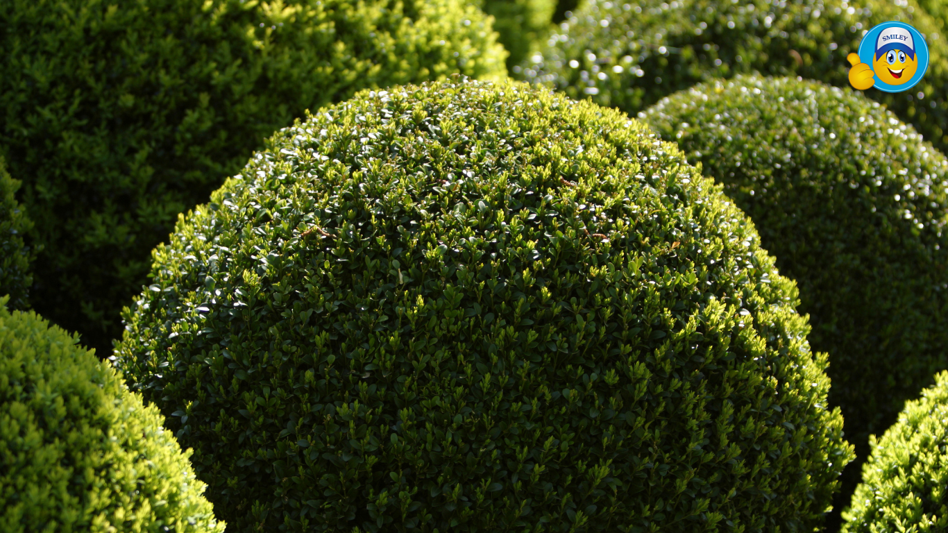 Topiary Balls