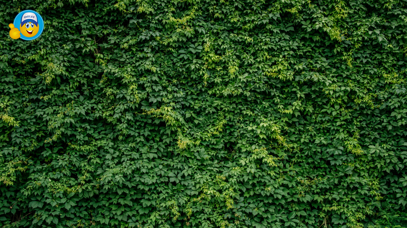 Vertical Garden