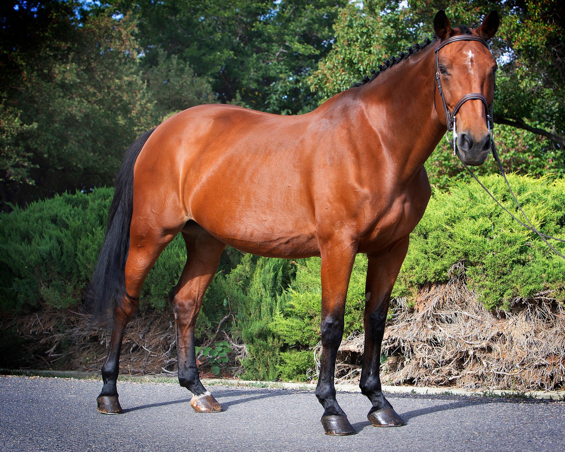 A brown horse is standing on the side of the road