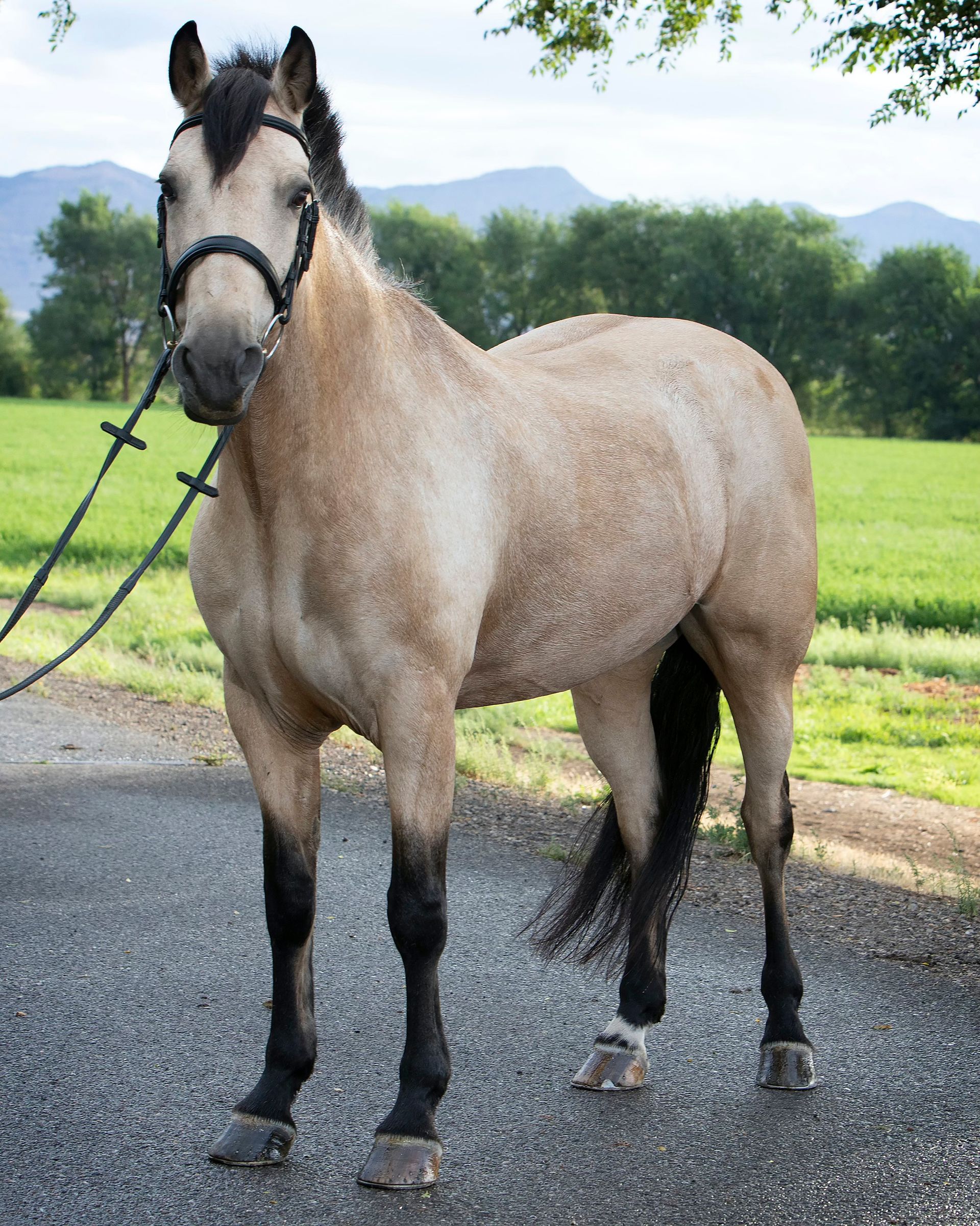 A brown horse with a black bridle is standing on a gravel road