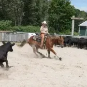 A man is riding a horse in a field with a herd of cattle.