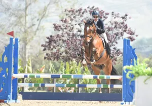 A person is riding a horse over a blue and green hurdle.