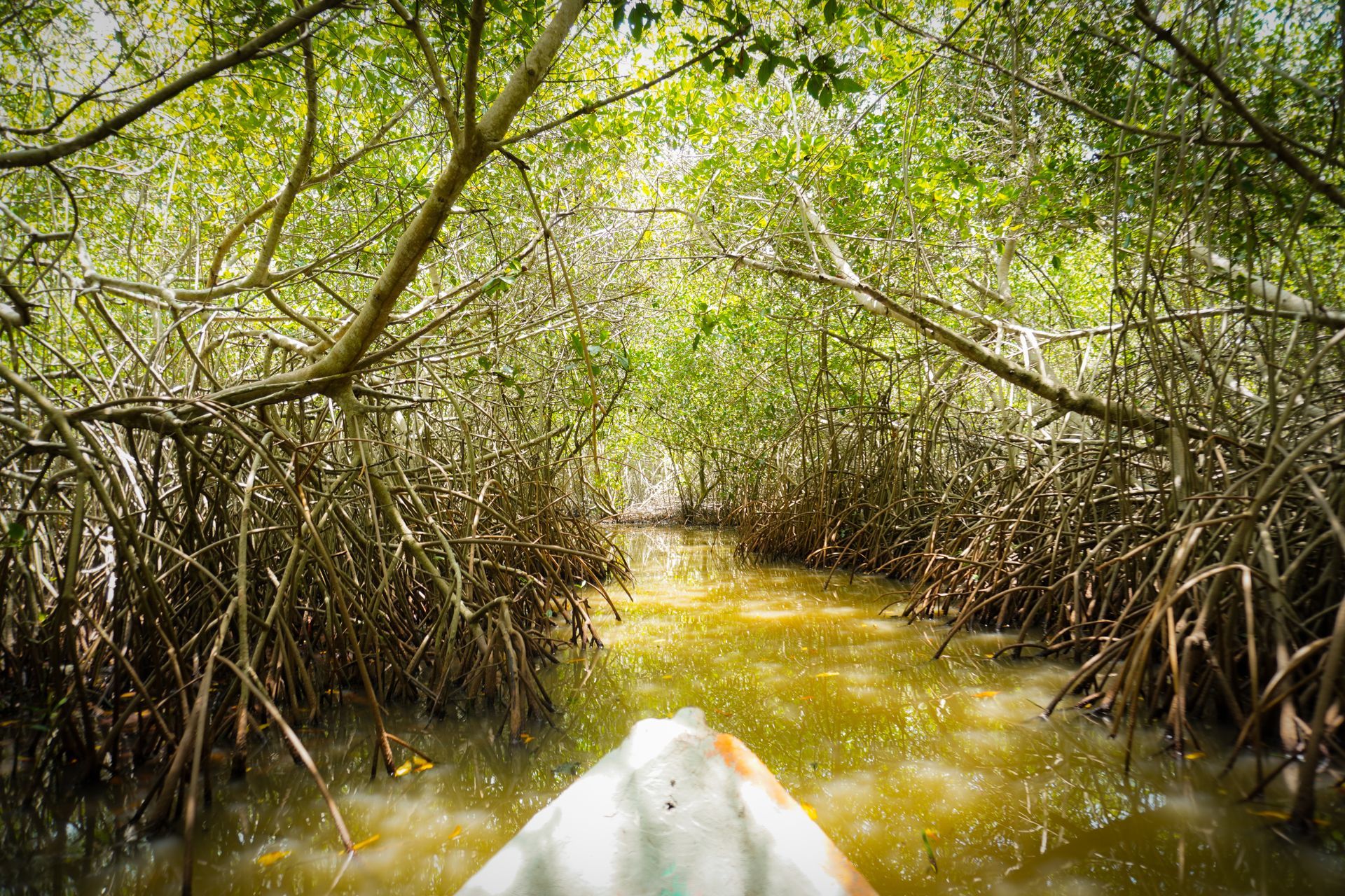 Cartagena de Indias Hotel Las Américas - Qué Hacer - Cueva del Manglar