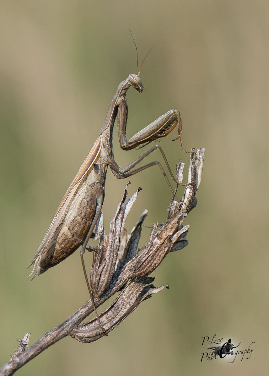 Europäische Gottesanbeterin (Mantis religiosa)