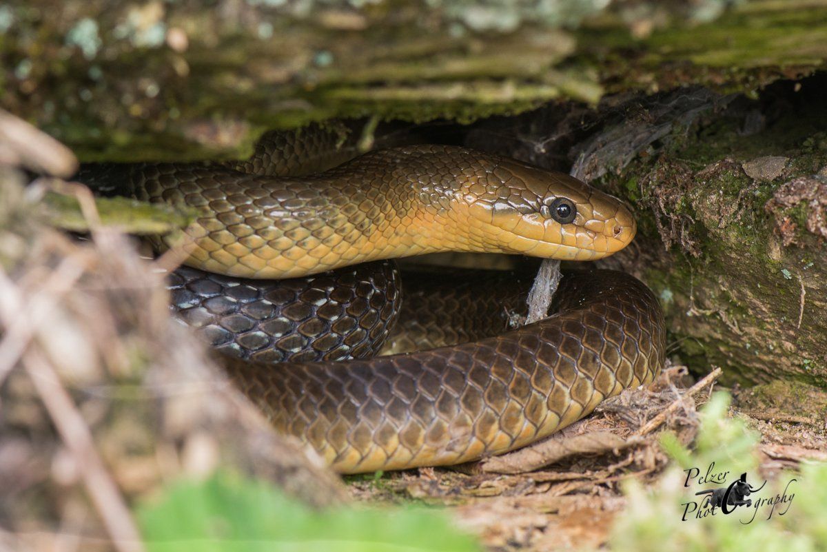 Äskulapnatter (Zamenis longissimus)