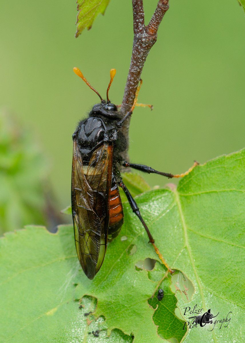 Birkenknopfhornblattwespe (Cimbex femoratus)