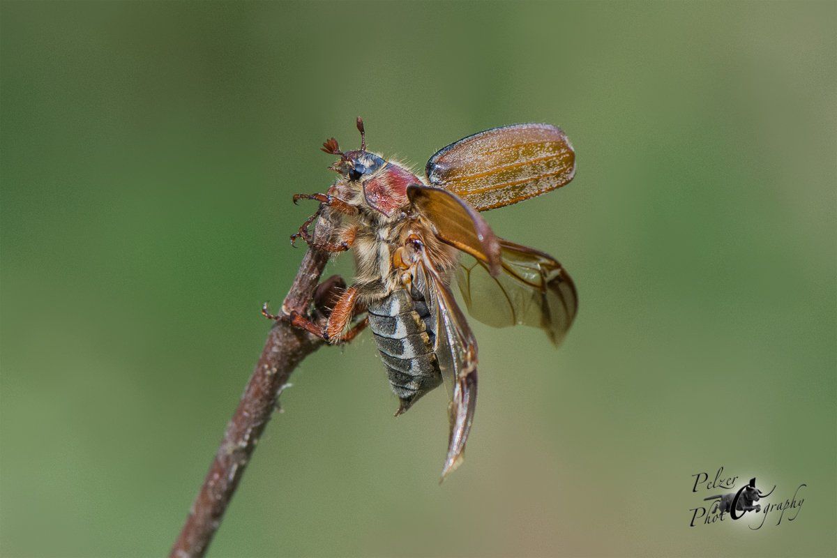 Feldmaikäfer (Melolontha melolontha)