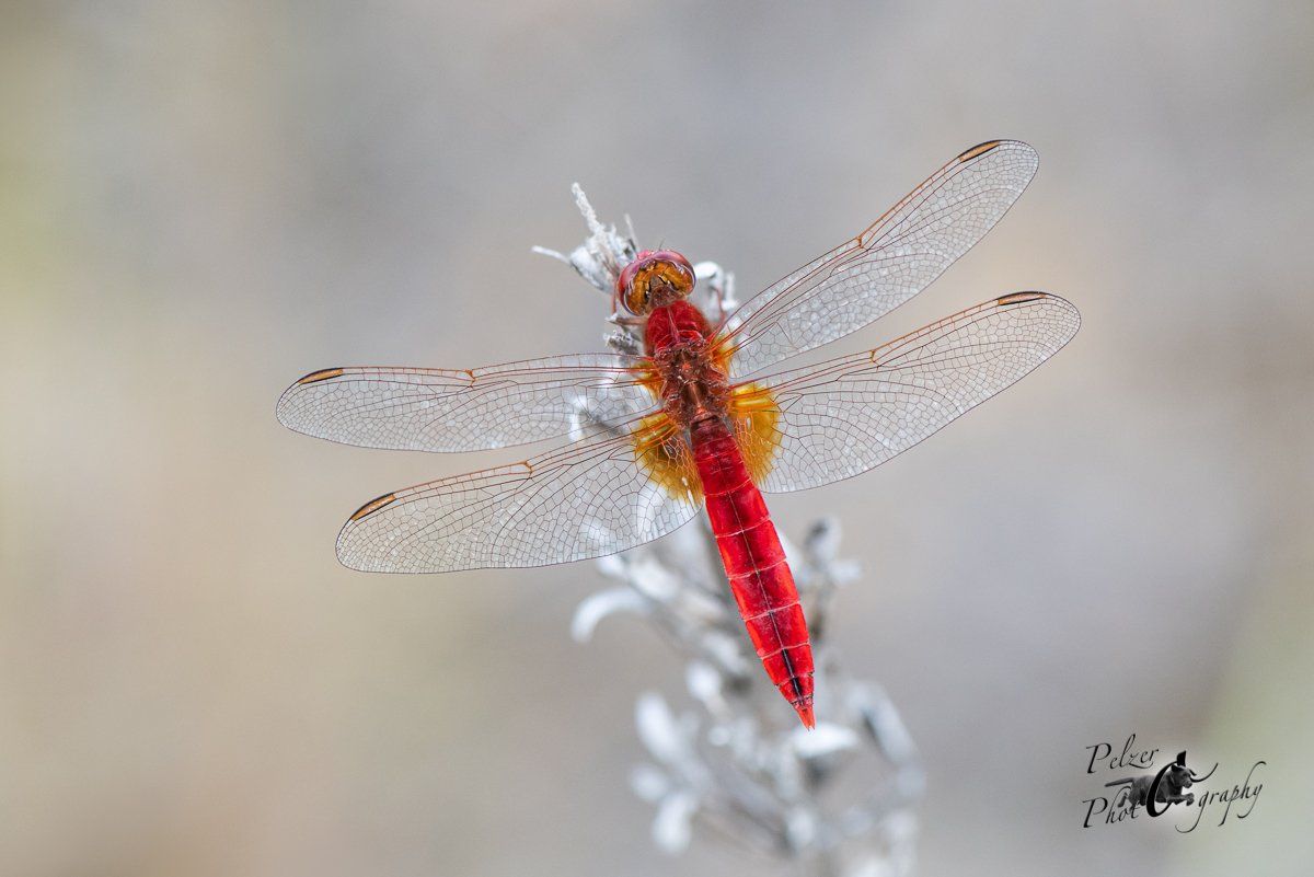Feuerlibelle (Crocothemis erythraea)