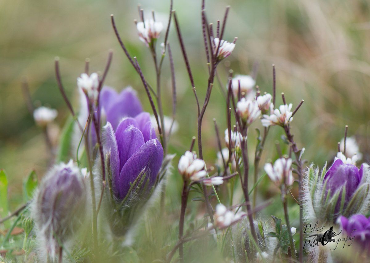Gewöhnliche Küchenschelle (Pulsatilla vulgaris)