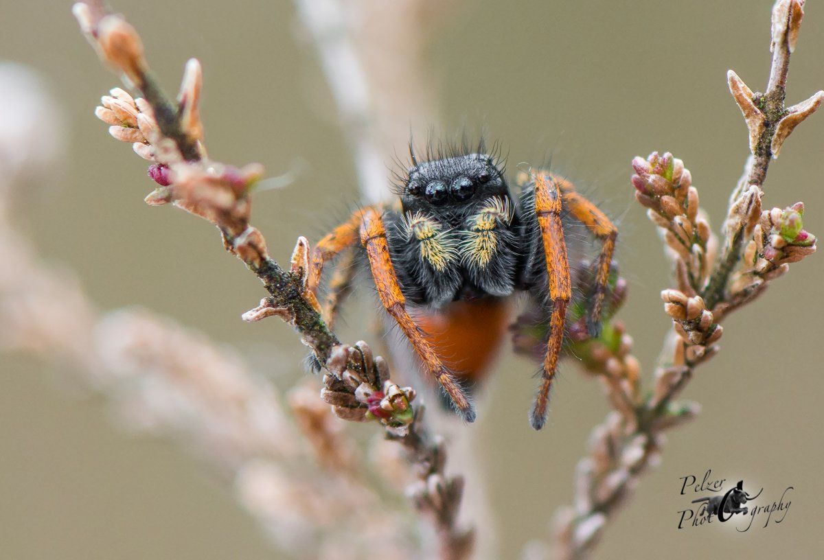 Goldaugenspringspinne (Philaeus chrysops)