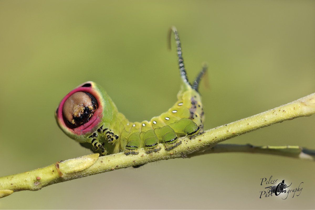 Großer Gabelschwanz (Cerura vinula)