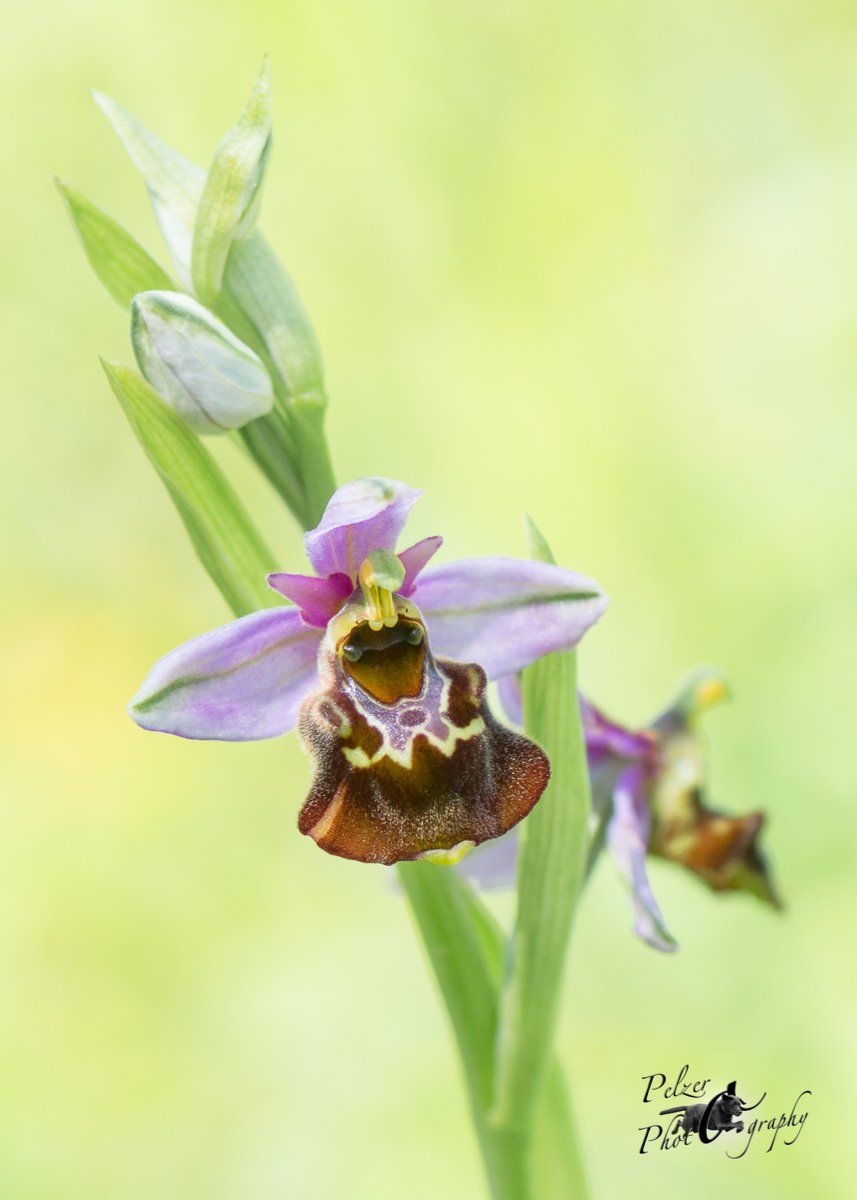 Hummel-Ragwurz (Ophrys holoserica)