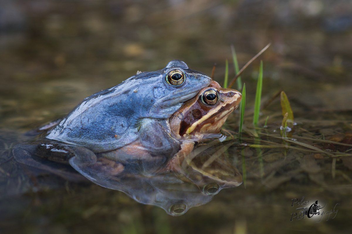Moorfrosch (Rana arvalis)