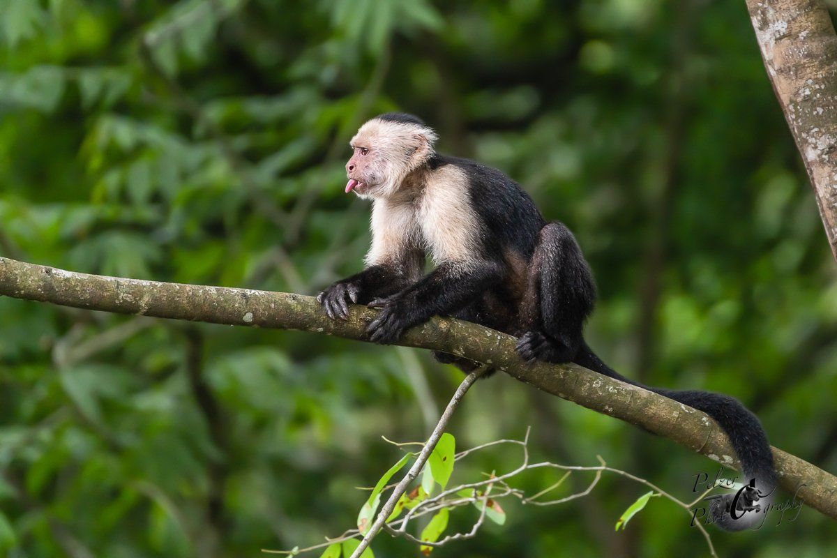 Panama-Kapuzineraffe (Cebus imitator)