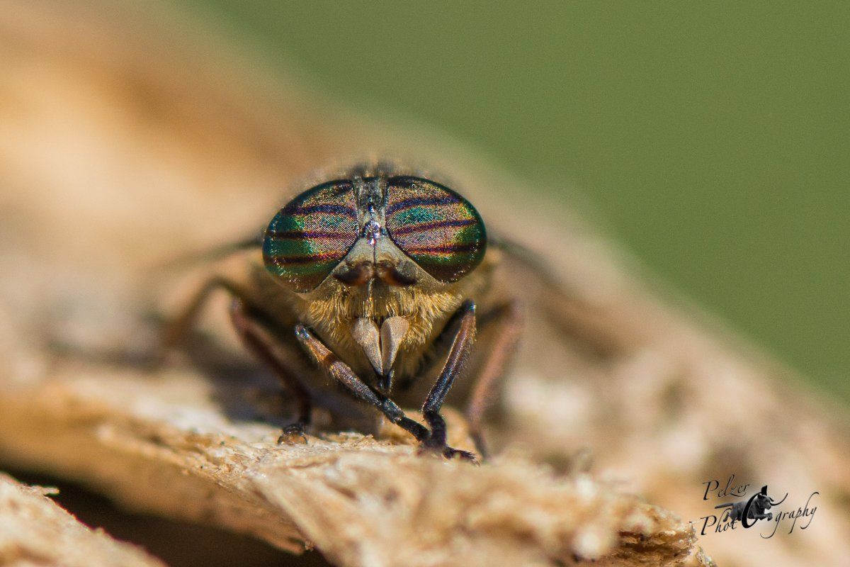 Rinderbremse (Tabanus bovinus)