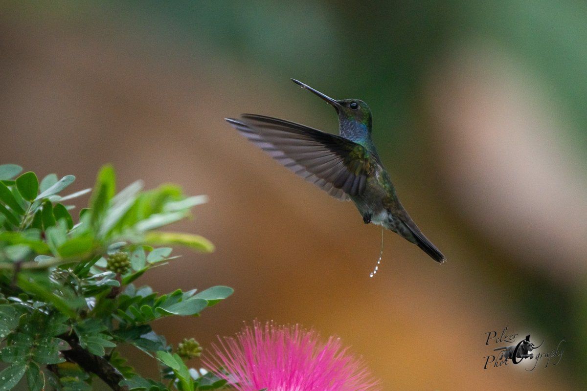 Schmuckamazilie (Amazilia decora)
