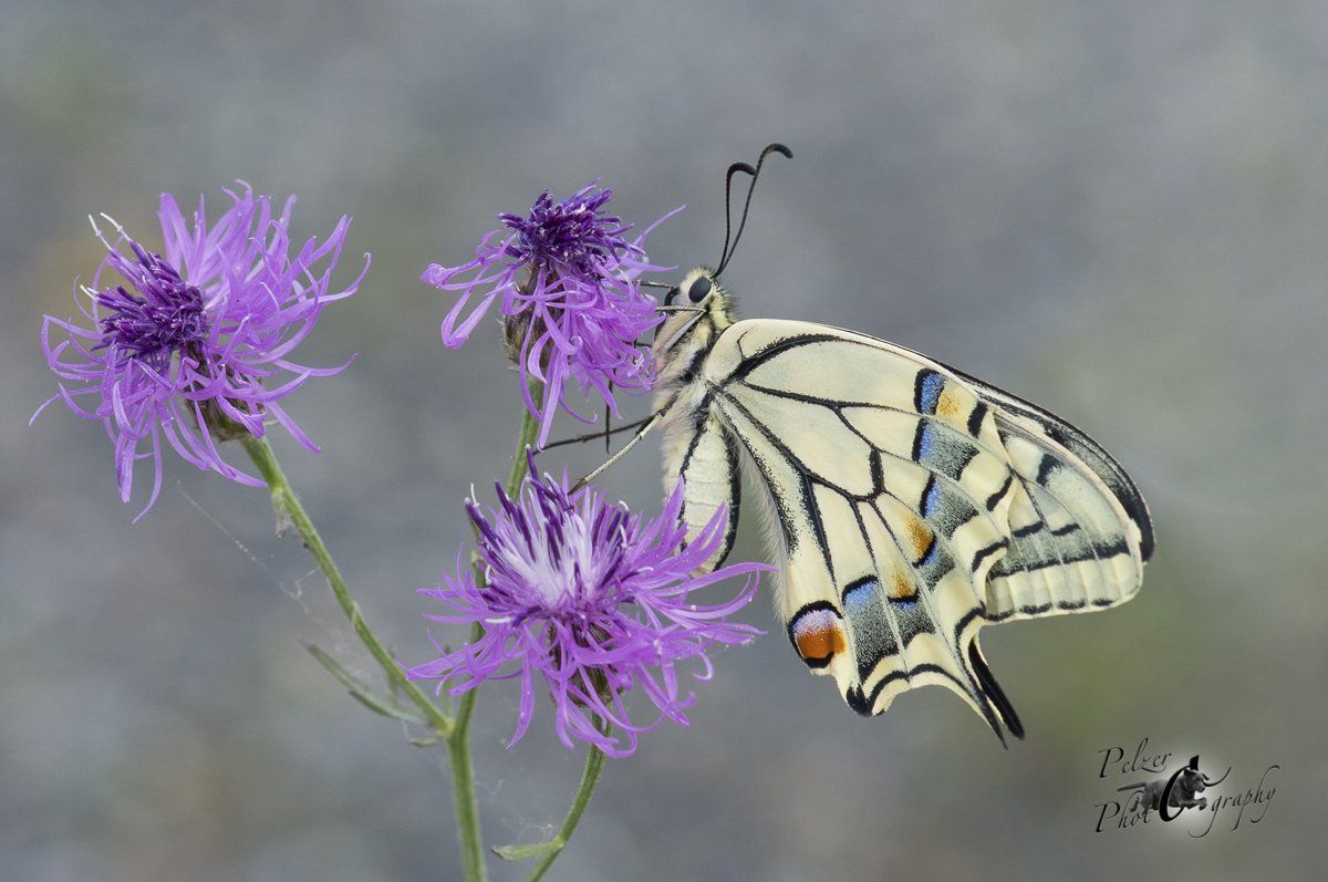 Schwalbenschwanz (Papilio machaon)