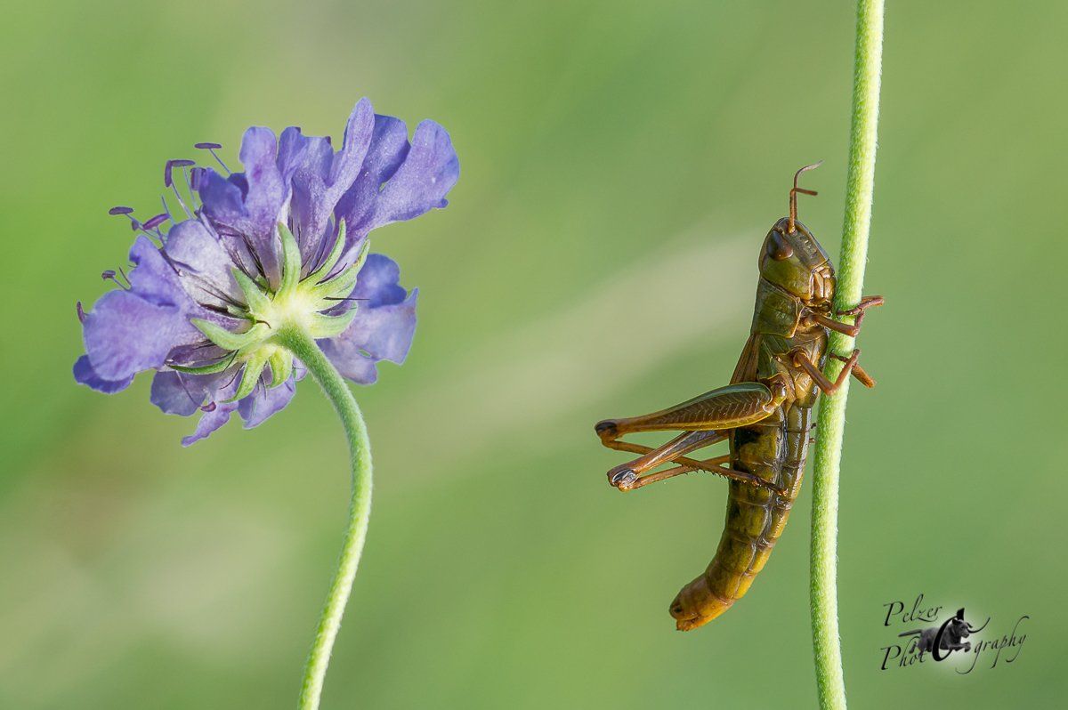 Wiesengrashüpfer (Chorthippus dorsatus)