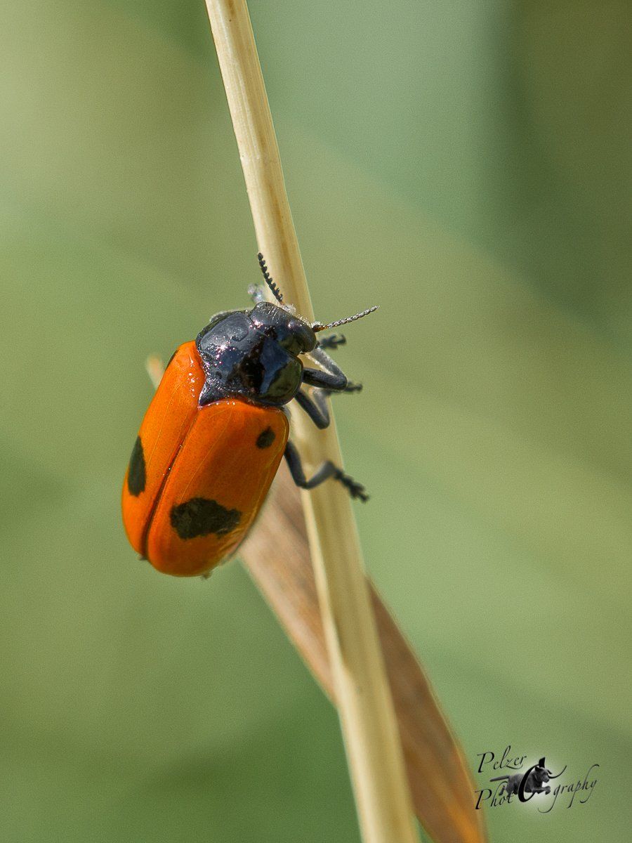 Ameisen-Sackkäfer (Clytra laeviuscula)