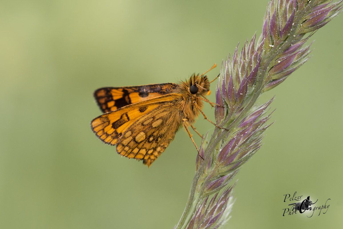 Gelbwürfeliger Dickkopffalter (Carterocephalus palaemon)