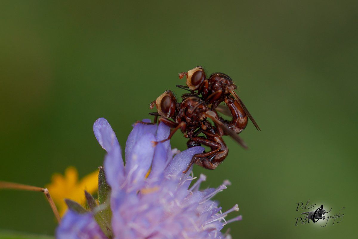 Gemeine Breitstirn-Blasenkopffliegen (Sicus ferrugineus)