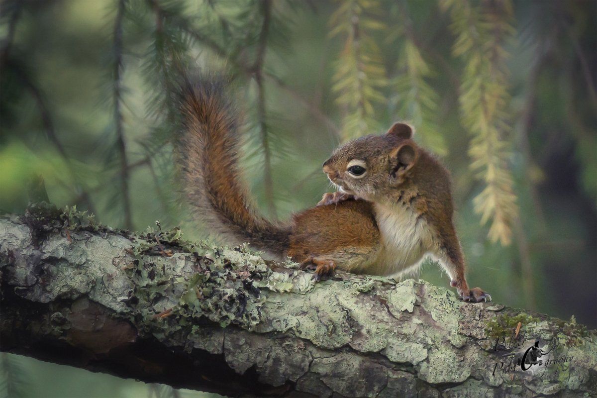 Gemeines Rothörnchen (Tamiasciurus hudsonicus)