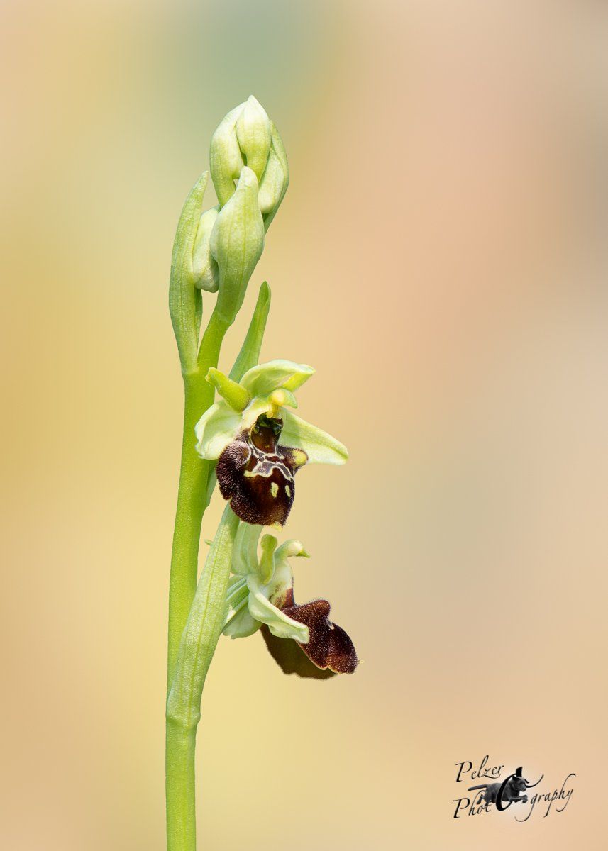 Hybride Kl. Spinnen- x Hummelragwurz