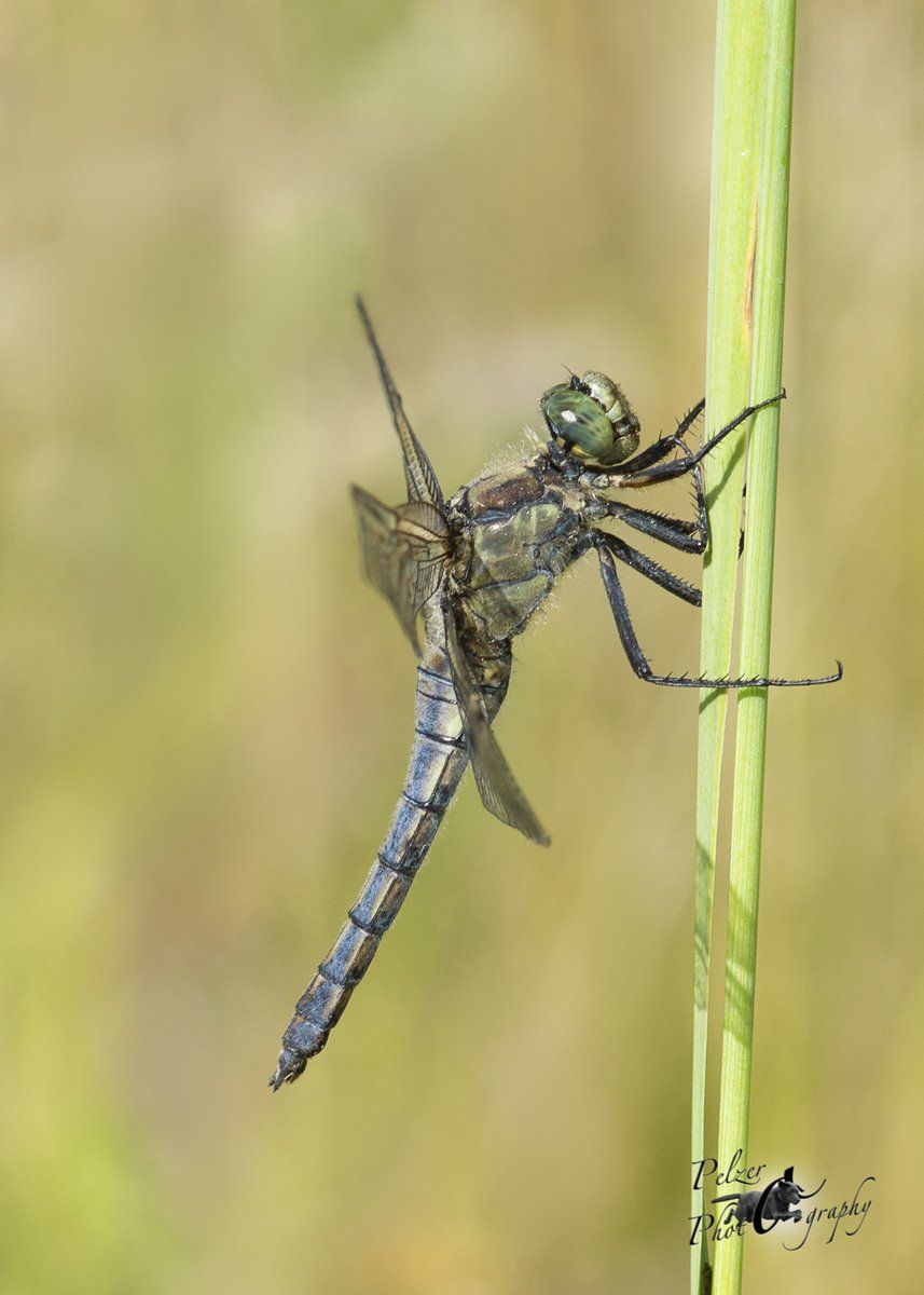 Kleiner Blaupfeil (Orthetrum coerulescens)