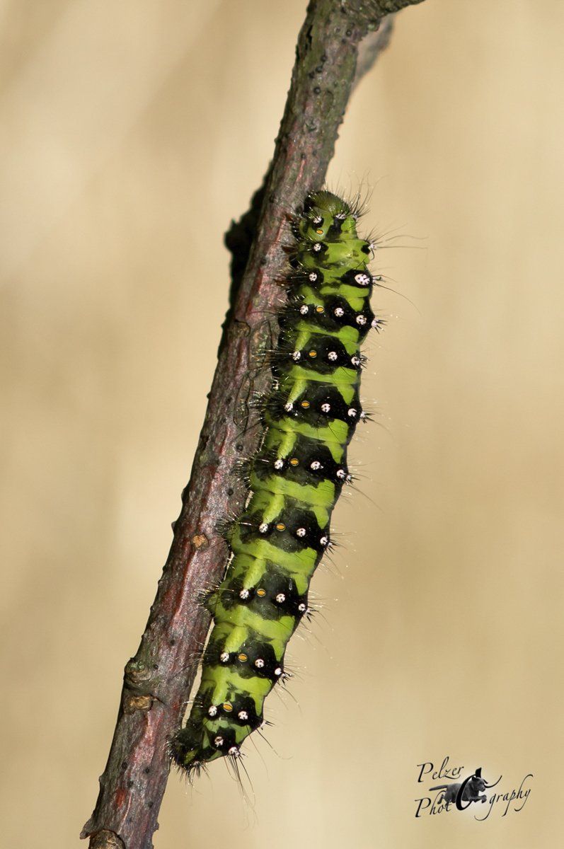 Kleines Nachtpfauenauge (Saturnia pavonia)