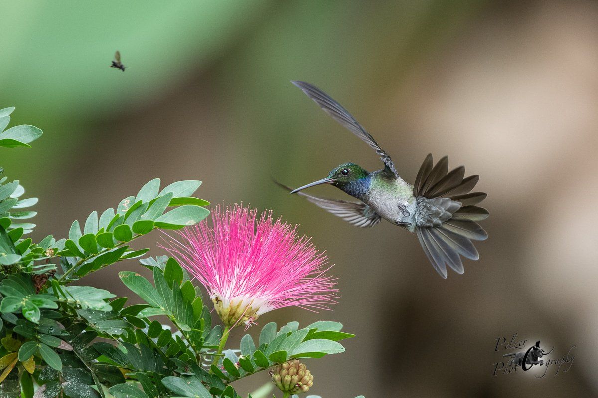 Schmuckamazilie (Amazilia decora)