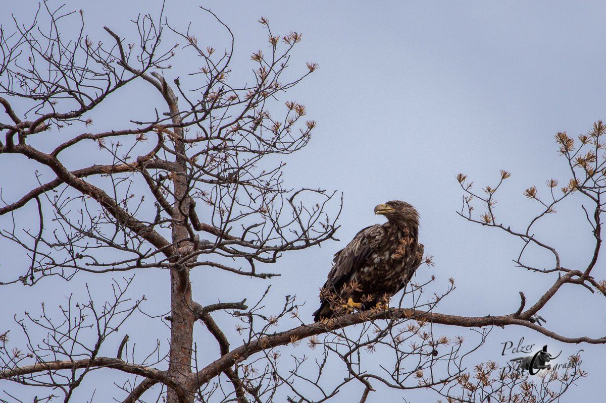 Seeadler (Haliaeetus albicilla)