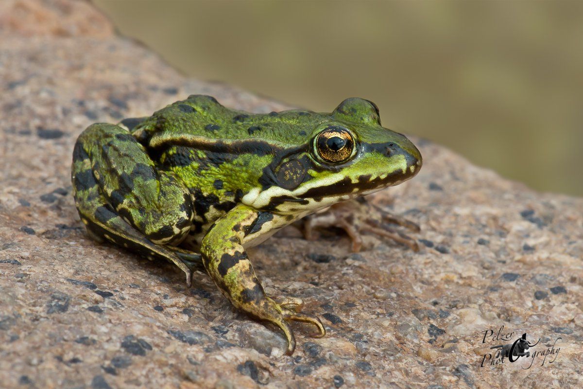 Seefrosch (Pelophylax ridibundus)