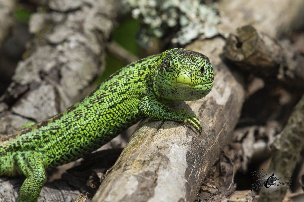 Zauneidechse (Lacerta agilis)