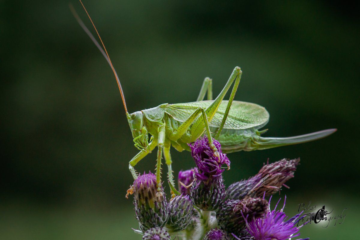Zwitscherschrecke (Tettigonia cantans)
