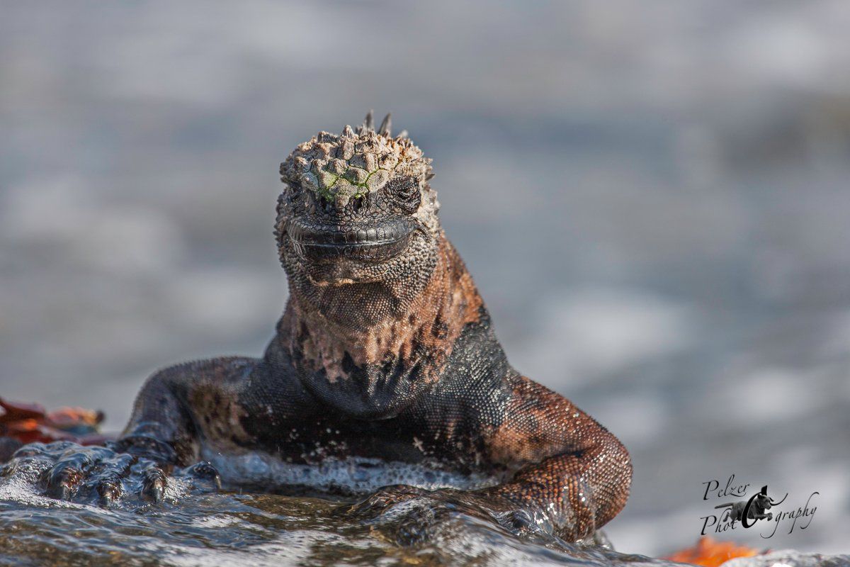 102 Santiago Meerechse (Amblyrhynchus cristatus wikelskii)
