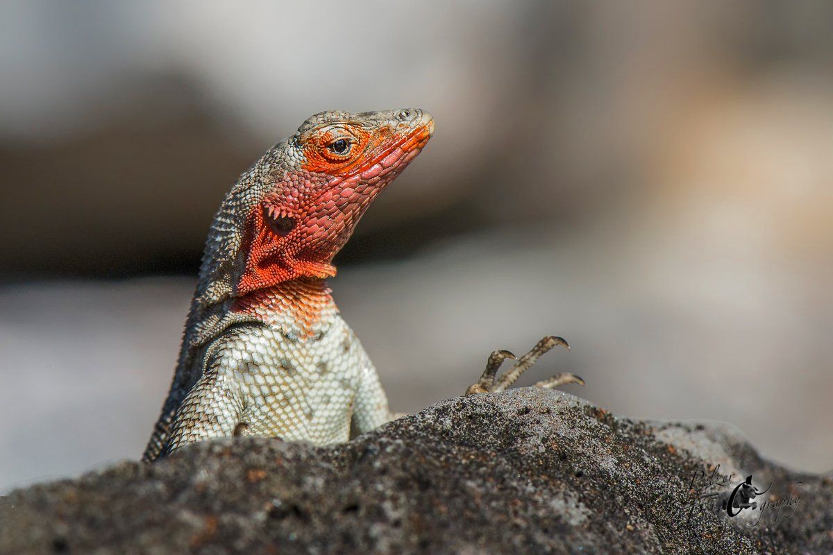 103 Galápagos Lavaechse (Microlophus albemarlensis)