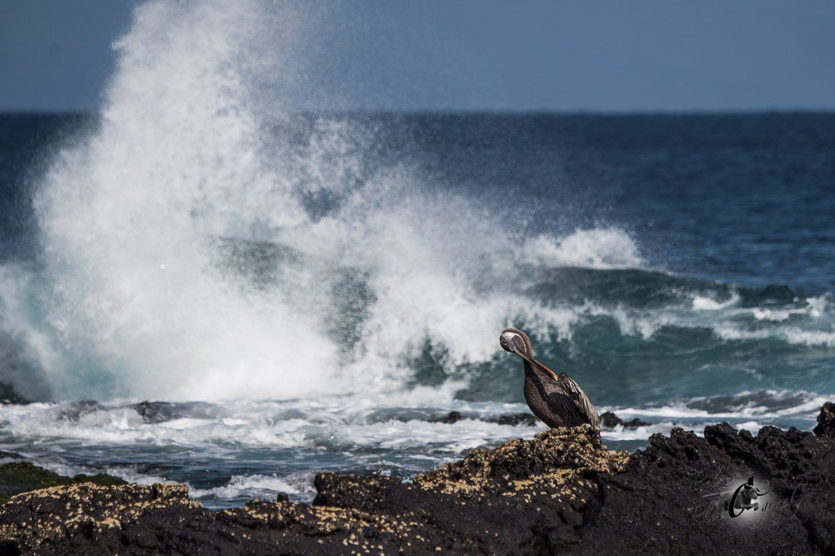 104 Brauner Galápagos-Pelikan (Pelecanus occidentalis urinator)