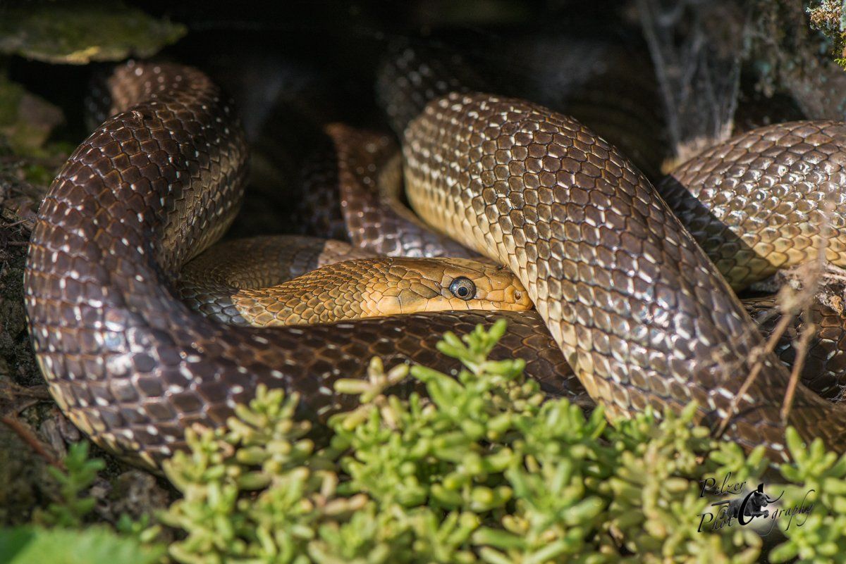 Äskulapnatter (Zamenis longissimus)