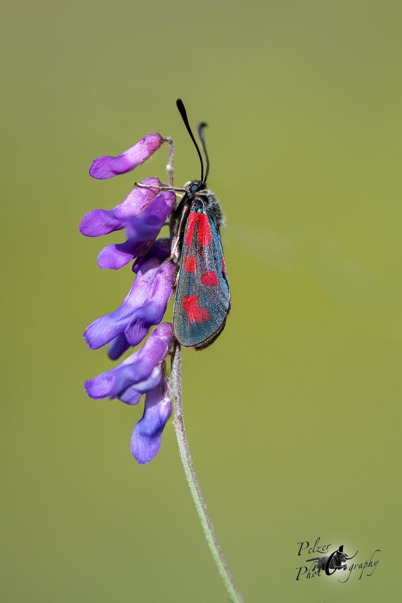 Beilfleck Rotwidderchen (Zygaena loti)