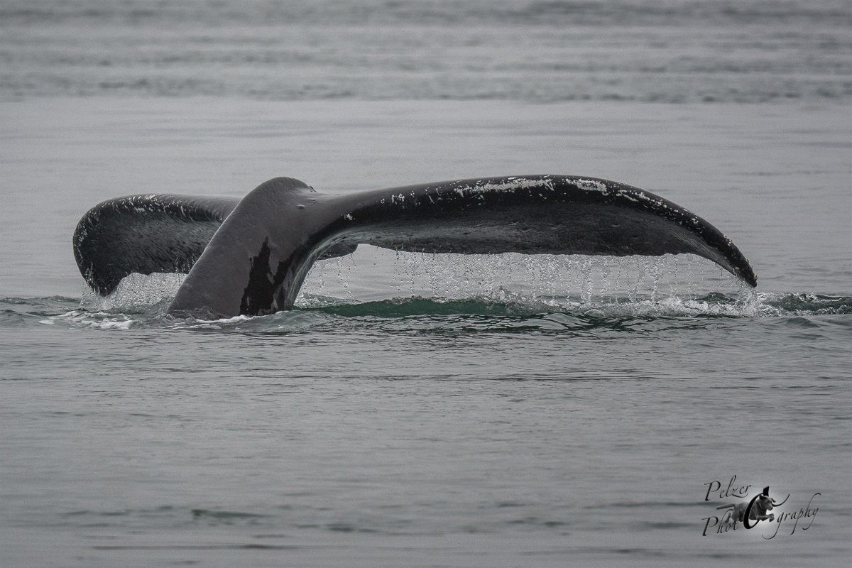 Buckelwal (Megaptera novaeangliae)