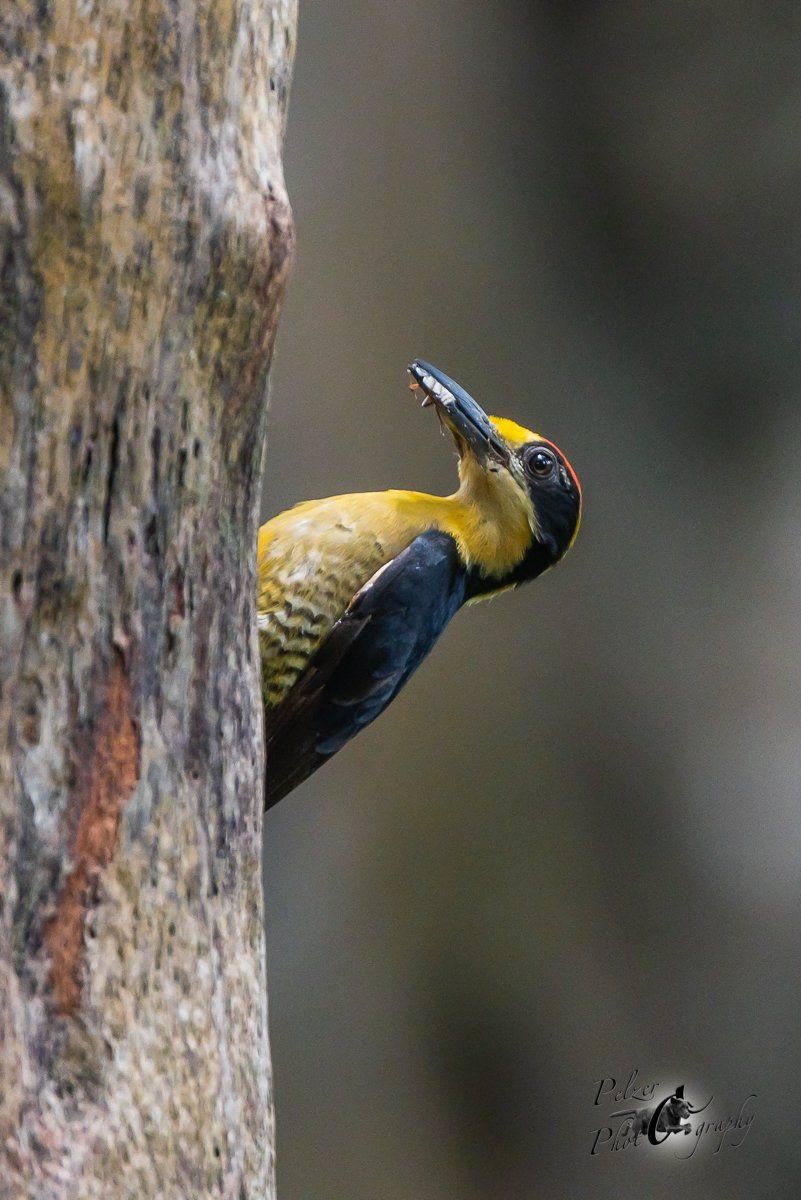 Buntkopfspecht (Melanerpes chrysauchen)