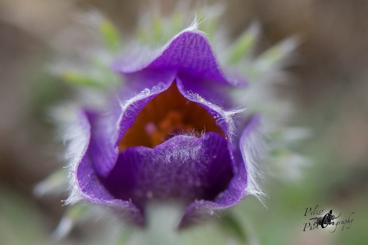 Gewöhnliche Küchenschelle (Pulsatilla vulgaris)