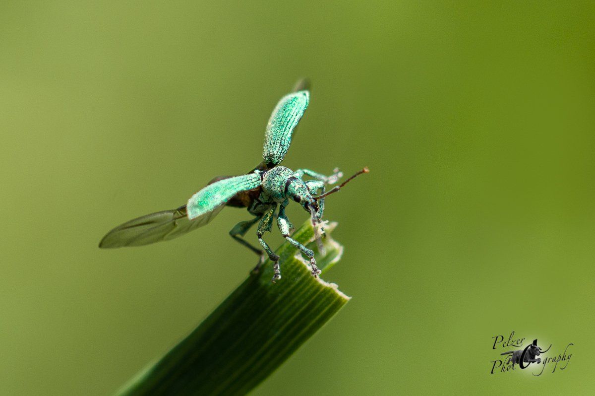 Grüner Laubrüssler (Phyllobius maculicornis)
