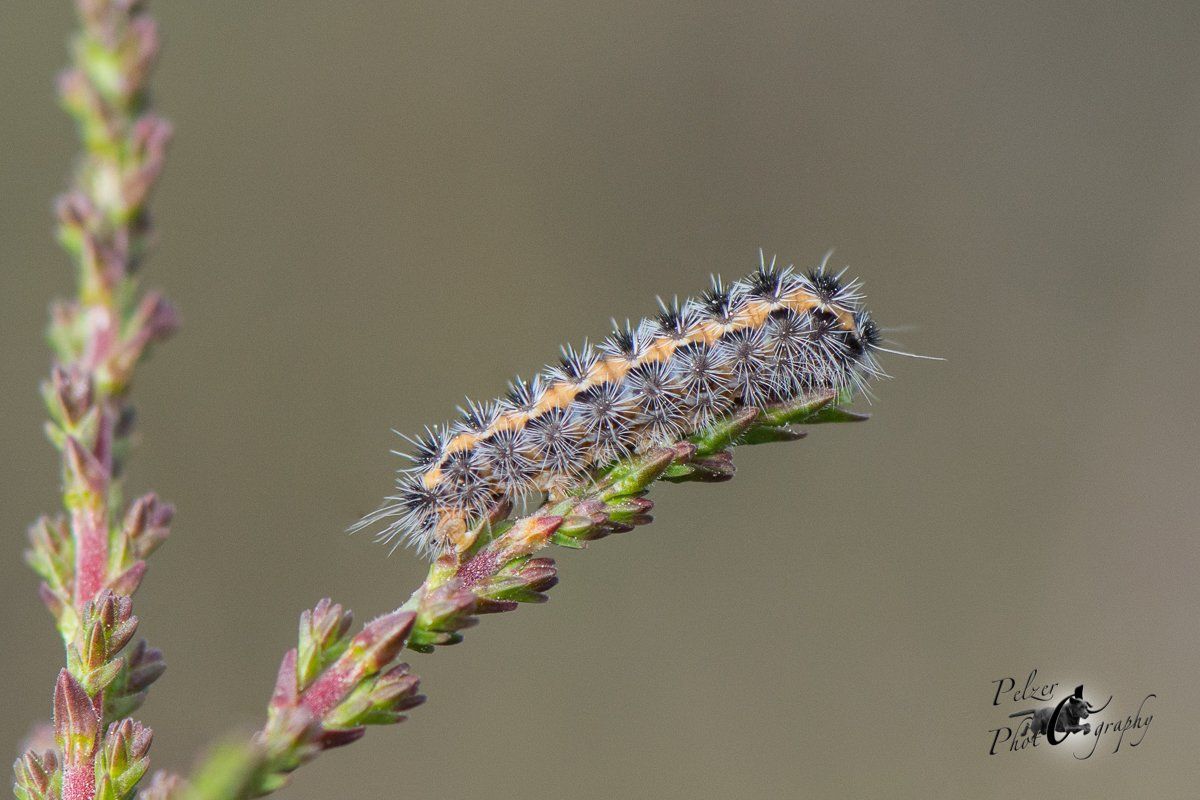 Heidegrünwidderchen (Rhagadis pruni)