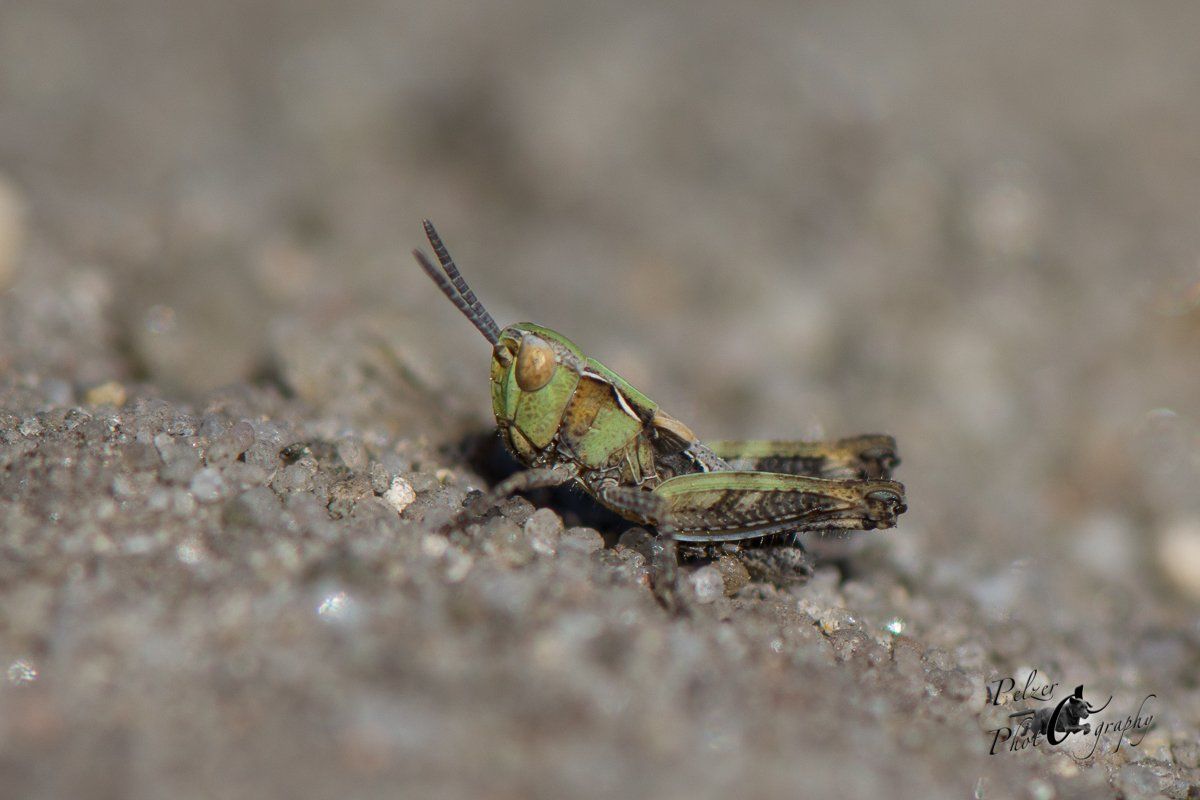 Kleiner Heidegrashüpfer (Stenobothrus stigmaticus)