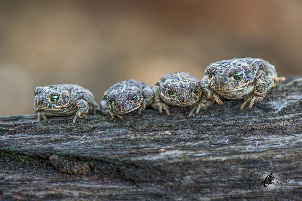 Kreuzkröte (Epidalea calamita)