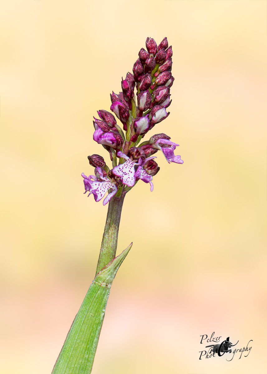 Purpur-Knabenkraut (Orchis purpurea)