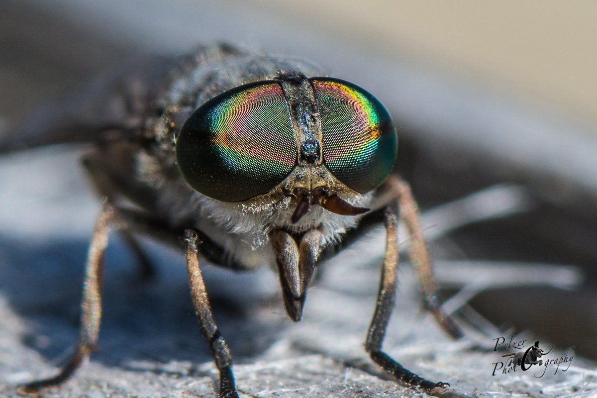 Rinderbremse (Tabanus bovinus)