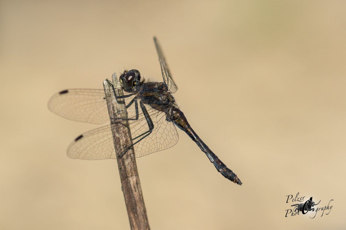 Schwarze Heidelibelle (Sympetrum danae)